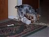 Thanks Yorkiemom1970, the sock!!-fagan-sock-bottle.jpg