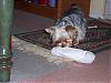 Thanks Yorkiemom1970, the sock!!-fagan-sock-bottle-3.jpg