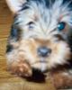 Customize your Yorkie baby's pictures!-maximus-face.jpg