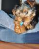 Customize your Yorkie baby's pictures!-maximus-chew.jpg