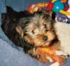 Customize your Yorkie baby's pictures!-avatar.jpg
