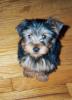 Customize your Yorkie baby's pictures!-maximus-sit.jpg