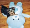 Customize your Yorkie baby's pictures!-carebear.jpg
