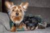 Customize your Yorkie baby's pictures!-riley-tj-small.jpeg