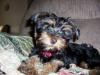 Customize your Yorkie baby's pictures!-tj-small-4.jpg