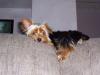 Customize your Yorkie baby's pictures!-riley-couch.jpg