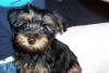 Customize your Yorkie baby's pictures!-tj.jpg