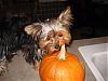 Come on! Let's see your pumpkins!-laylas-first-halloween-002.jpg