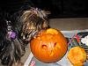 Come on! Let's see your pumpkins!-laylas-first-halloween-004.jpg