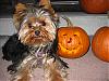 Come on! Let's see your pumpkins!-laylas-first-halloween-009.jpg