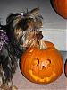 Come on! Let's see your pumpkins!-laylas-first-halloween-012.jpg