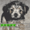 I'll make YOU an animated avatar!-teddy.gif