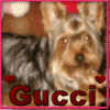 I'll make YOU an animated avatar!-gucci.gif