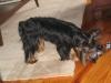 male yorkie hair styles...-picture-002.jpg