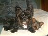 Hi! I'm New and have a Yorkiechon and a Shih Tzu-october-022.jpg