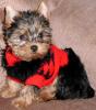 Baby Pic V.S. Most Recent Pic: Post Your Yorkie's Pic!! :D-mia7.jpg