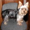 Baby Pic V.S. Most Recent Pic: Post Your Yorkie's Pic!! :D-miachair5.jpg