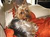 YorkieSitting...Day 1!!!!!!!-day1-002.jpg