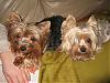 YorkieSitting...Day 1!!!!!!!-day1-004.jpg