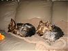 YorkieSitting...Day 1!!!!!!!-day1-010.jpg