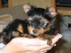 Baby Pic V.S. Most Recent Pic: Post Your Yorkie's Pic!! :D-img_0655.jpg