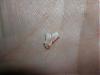 I just pulled out Tetley's tooth!-tetley-mar-2007-083-small.jpg