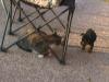 VIDEO: How well do yorkies get along with cats?-img_3266.jpg