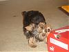 What does your furbaby seem to be saying?-year-2006-185.jpg