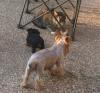 VIDEO: How well do yorkies get along with cats?-img_3268.jpg