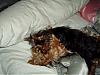 What does your furbaby seem to be saying?-bad-hair-louie-bella-bed-450-x-338-.jpg