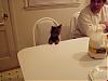 What does your furbaby seem to be saying?-bella-kitchen-table-450-x-338-.jpg