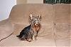 after bath pics-wet-dog-019smal.jpg