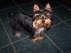 I need your Honest opinion on this Yorkie "Rain OR Shine"-re-sized-yorkie-pic-arizona.jpg