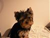 I need your Honest opinion on this Yorkie "Rain OR Shine"-head-type.jpg