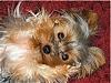 What does your furbaby seem to be saying?-p1010007.jpg