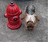 What does your furbaby seem to be saying?-prince-near-fire-hydrant.jpg