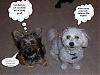 What does your furbaby seem to be saying?-angels.jpg