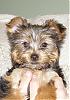 Yorkie Talk is Awesome!-sophie-touch-up.jpg