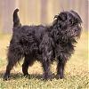 That ISN'T a Yorkie!!-affenpinscher.jpg