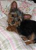 Thanks a Bunch! &  Good News Update-newpuppy_pixie-004.jpg