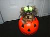 Any Halloween pictures?-s4010124.jpg
