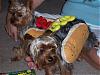 Any Halloween pictures?-hotdogs.jpg