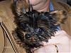 We got a new puppy-hpim0343.jpg