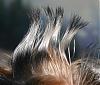 Gray Hair-img_7178.jpg