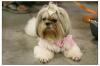 Cha-Cha @ Thailand Dog Show-72.jpg