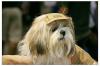 Cha-Cha @ Thailand Dog Show-119.jpg