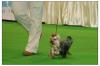 Cha-Cha @ Thailand Dog Show-114.jpg