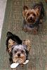 What is your Yorkie's Registered Name?-max-bobogroomed2006-018.jpg