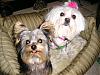 What is your Yorkie's Registered Name?-max-bobogroomed2006-010.jpg
