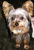 What is your Yorkie's Registered Name?-max-bobogroomed2006-008.jpg